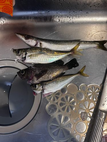 アジの釣果