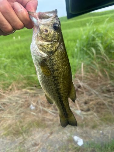 ラージマウスバスの釣果