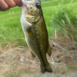 ラージマウスバス