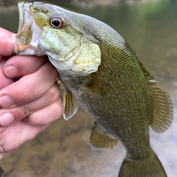 スモールマウスバス