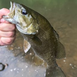 スモールマウスバス