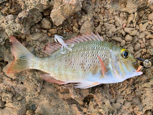 ハマフエフキダイの釣果
