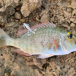 ハマフエフキダイ