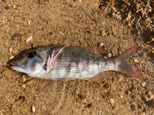 マトフエフキの釣果