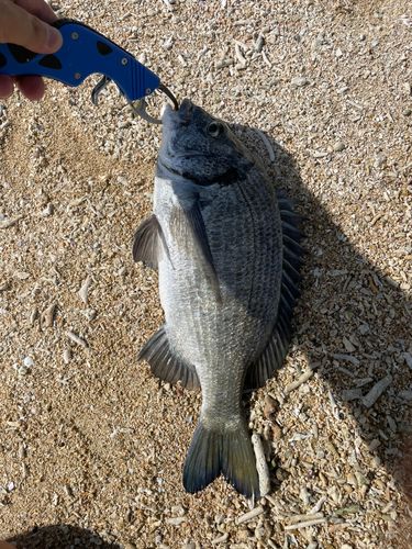 チヌの釣果