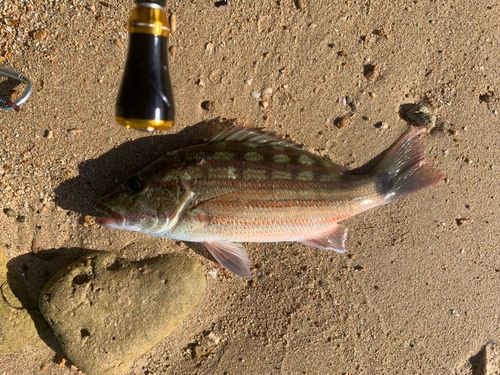アミメフエダイの釣果