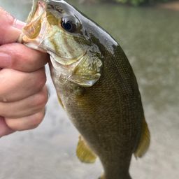 スモールマウスバス