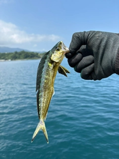 シイラの釣果