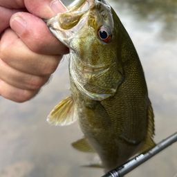 スモールマウスバス