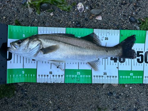 フッコ（マルスズキ）の釣果