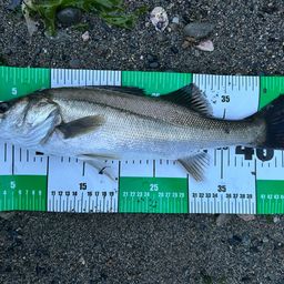 フッコ（マルスズキ）