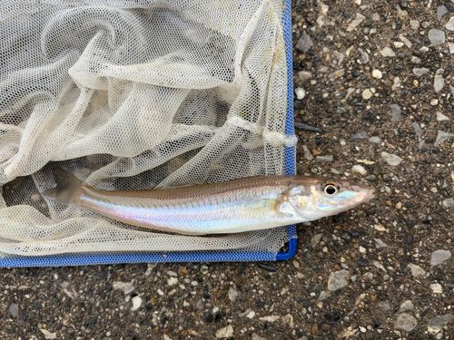 シロギスの釣果