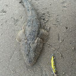 マゴチ