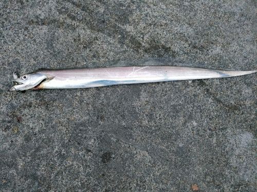 タチウオの釣果