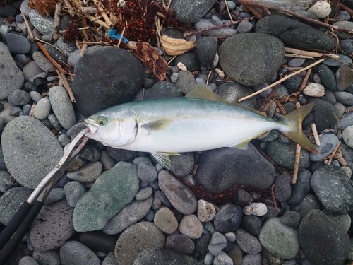 ワカシの釣果