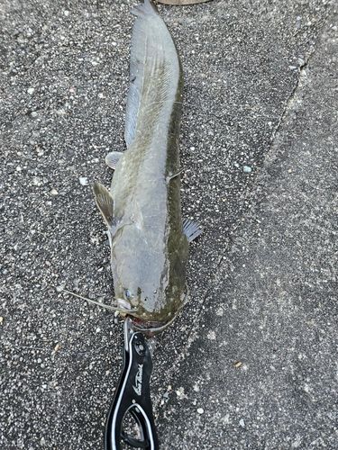 ニホンナマズの釣果