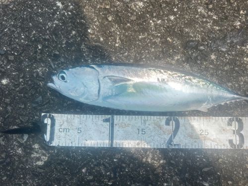 メジカの釣果