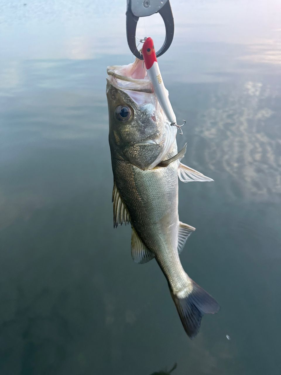 TULALA ハーモニクス コローナ 89MSC-HXの最安値・インプレ