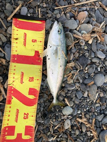 ワカシの釣果