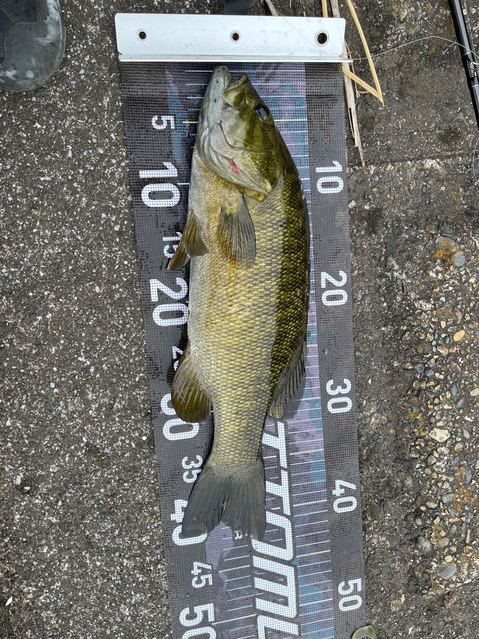 スモールマウスバス