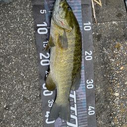 スモールマウスバス