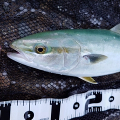 フクラギの釣果