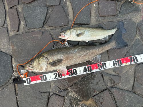 シーバスの釣果