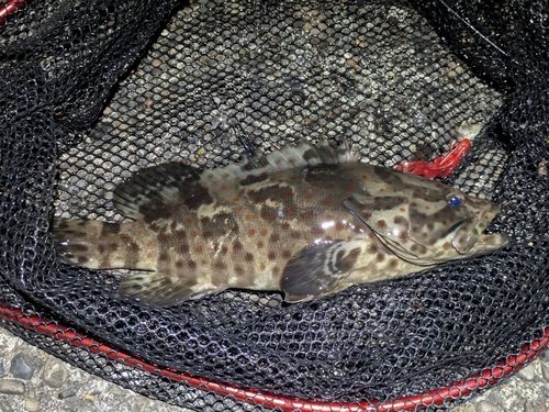 チャイロマルハタの釣果
