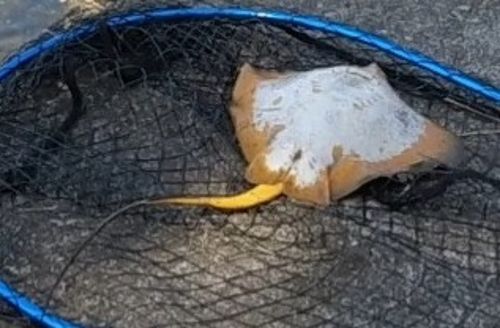 アカエイの釣果