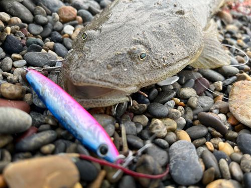 マゴチの釣果