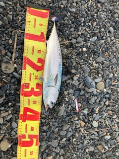 ヒラソウダの釣果