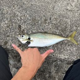 アジ