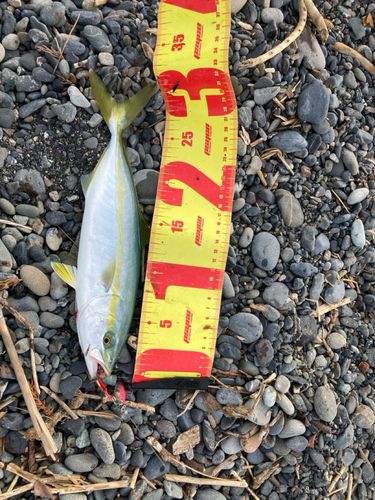 ワカシの釣果