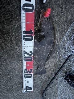 ヒラメの釣果