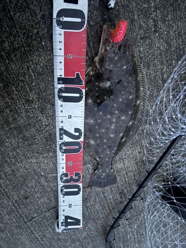 ヒラメの釣果