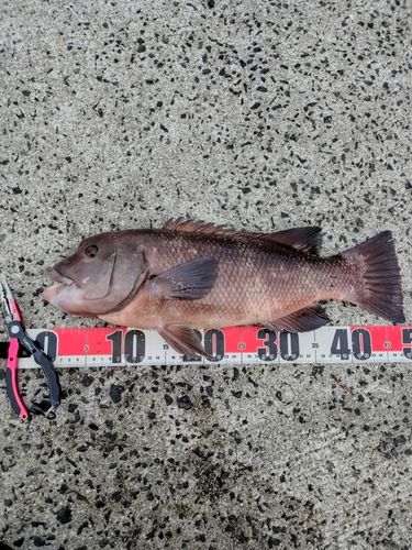 コブダイの釣果