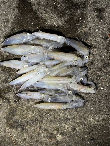 ヒイカの釣果