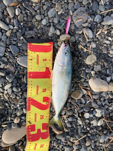 ワカシの釣果