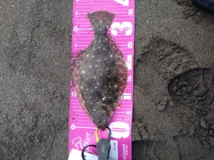ヒラメの釣果