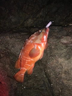 アカハタの釣果