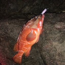 アカハタ