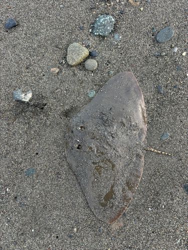 ツバクロエイの釣果