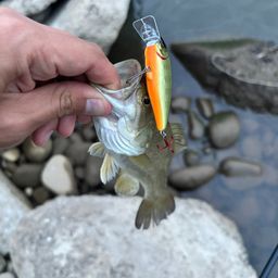 スモールマウスバス