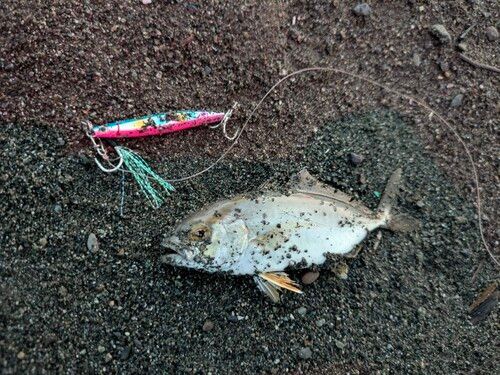 ショゴの釣果