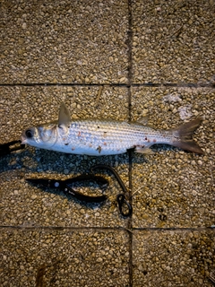 ボラの釣果