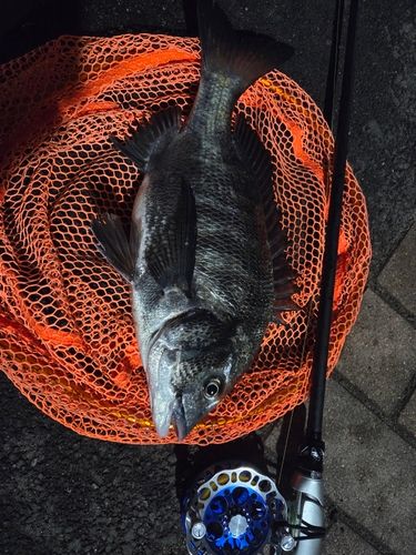 釣果