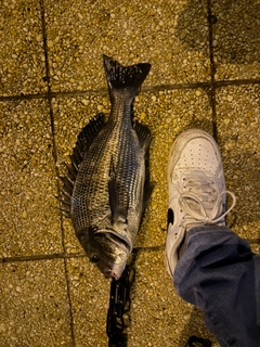 クロダイの釣果