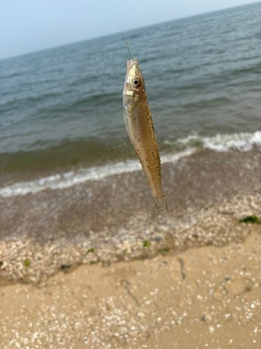 キスの釣果