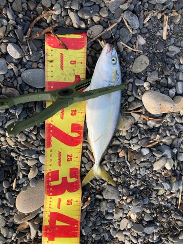 ワカシの釣果
