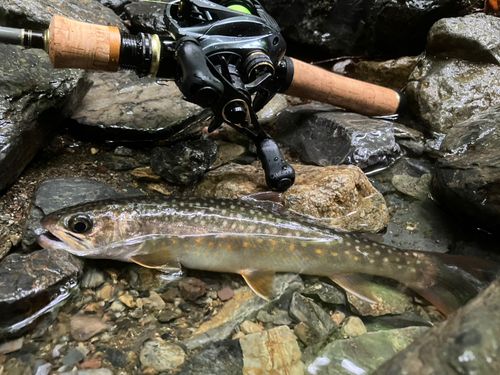 イワナの釣果